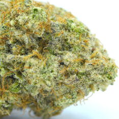 Mac 1 AAA+ *NEW BATCH*