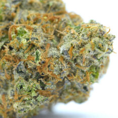 ACE TERPS: Cookies x Tuna Kush AAAA-