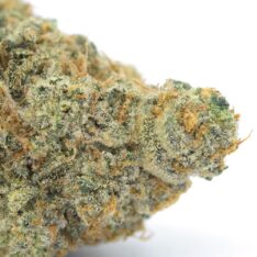 Cookies Grower: Biscotti Kush Mints AAAA-