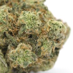 Cookies Grower: Chocolate Meteorite AAAA