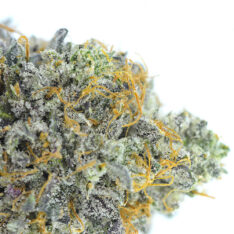 Red Congo x Strawberry Cough AAAA *4/20 Sale*