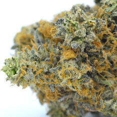 Cookies Grower: Platinum Pink AAAA- - 28 g
