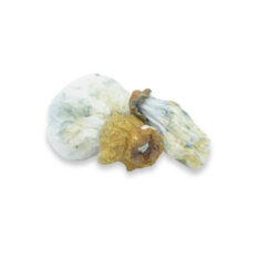 Albino Thai Lupa Yia Magic Mushroom