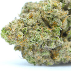 Cookies Grower: Mac 1 Cereal Milk AAAA *Introduction Sale* (NEW BATCH)