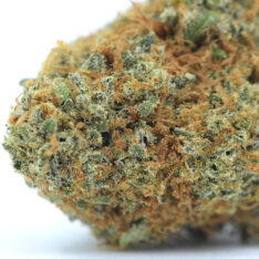 ACE TERPS: Cookies x Tuna Kush AAAA-