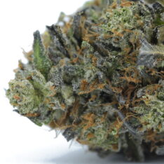 ACE TERPS: Rockstar x MK Ultra AAAA-