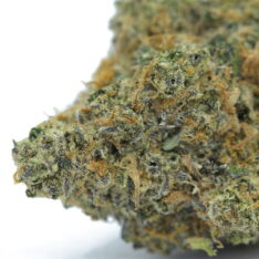 11 Weeks MMJ: King Bubba Cookies AAAA-